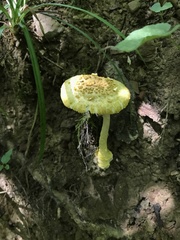 Amanita levistriata