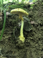 Amanita levistriata