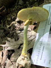 Amanita levistriata
