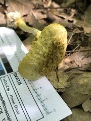 Amanita levistriata