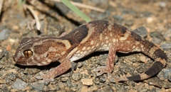 Chondrodactylus angulifer