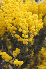 Acacia cultriformis