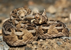 Bitis cornuta