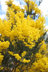 Acacia cultriformis