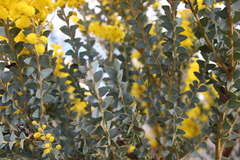 Acacia cultriformis