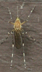 Aedes canadensis canadensis