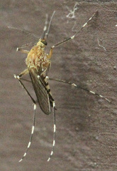 Aedes canadensis canadensis