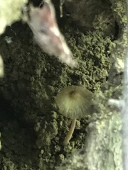 Inocybe margaritispora