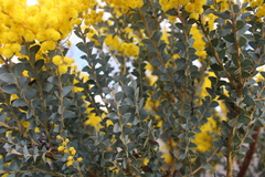 Acacia cultriformis