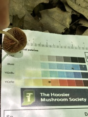 Inocybe margaritispora