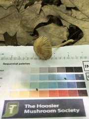 Inocybe margaritispora