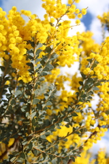 Acacia cultriformis