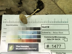 Inocybe margaritispora