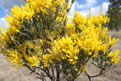 Acacia cultriformis