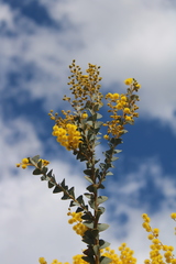 Acacia cultriformis