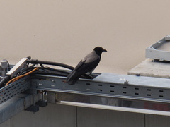 Corvus cornix