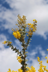 Acacia cultriformis