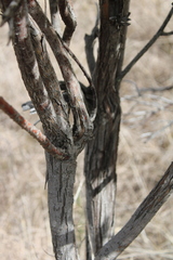 Acacia cultriformis