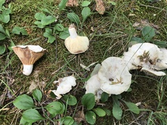 Lactifluus subvellereus