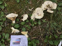 Lactifluus subvellereus