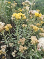 Isocoma hartwegii