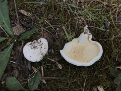Lactifluus subvellereus
