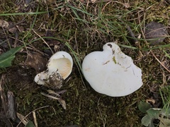 Lactifluus subvellereus
