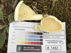 Lactifluus subvellereus