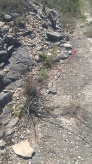 Hesperaloe parviflora