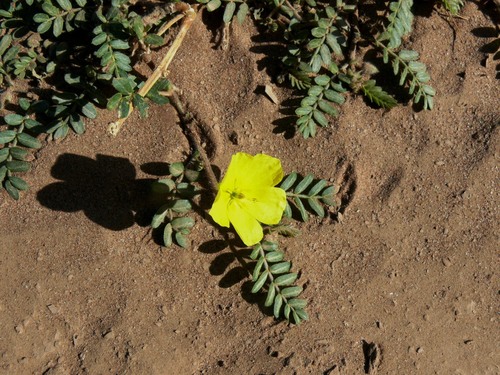 Tribulus pentandrus image