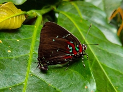 Atlides inachus