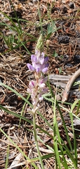 Lupinus grayi