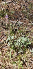 Lupinus grayi