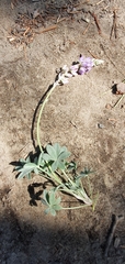 Lupinus grayi