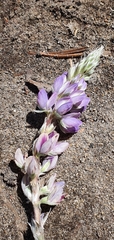 Lupinus grayi
