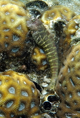 Salarias segmentatus