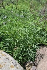 Prionosciadium thapsoides