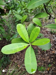 Alstonia spathulata