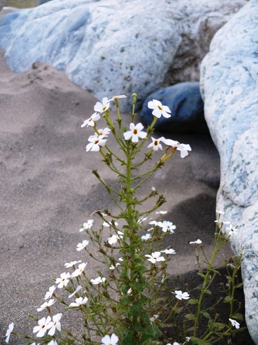 Jamesbrittenia megadenia (Jamesbrittenia megadenia)