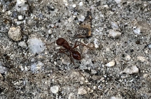 iNaturalist observation photo of Typical American Harvester Ants
