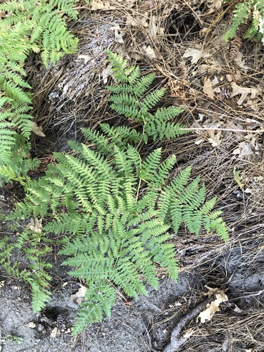 iNaturalist observation photo of common bracken