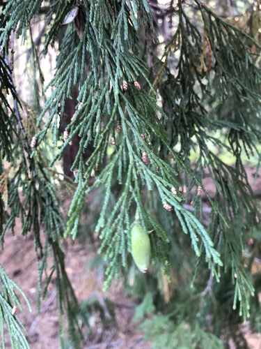 iNaturalist observation photo of California incense-cedar