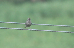 Carpodacus pulcherrimus