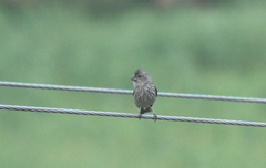 Carpodacus pulcherrimus