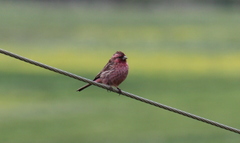 Carpodacus pulcherrimus