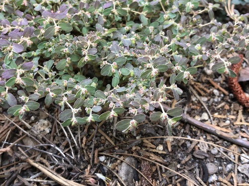 iNaturalist observation photo of Hairy Thymeleaf Sandmat