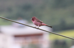 Carpodacus pulcherrimus