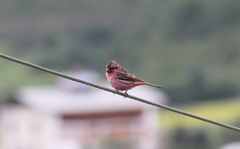 Carpodacus pulcherrimus