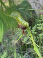 Pterostylis barbata