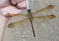 Sympetrum striolatum imitoides